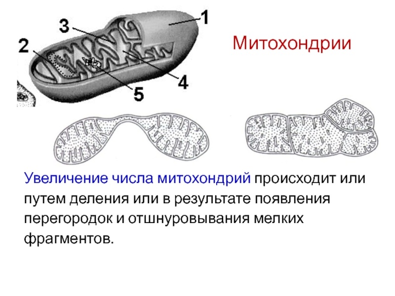 Митохондрия на рисунке обозначена цифрой. Онтогенез митохондрий. Митохондрии размножаются. Деление митохондрий. Жизненный цикл митохондрий.