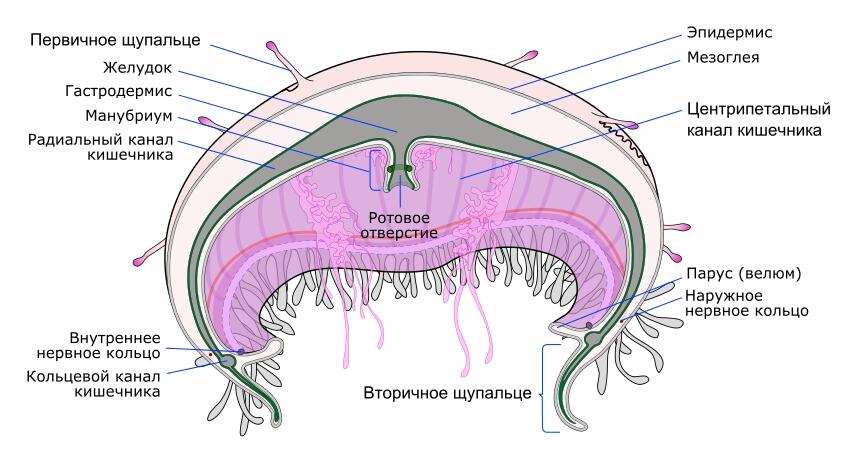 Строение медузы рисунок с подписями