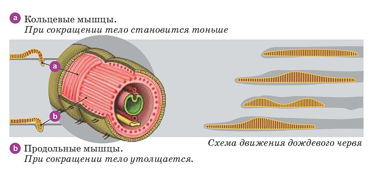 Найди системы органов дождевого червя на рисунке