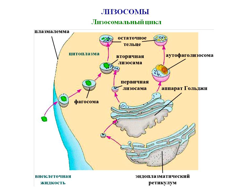 Образование лизосом рисунок