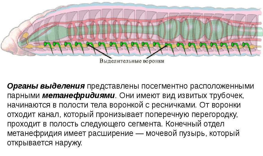 Крокодил спинной мозг дождевой червь