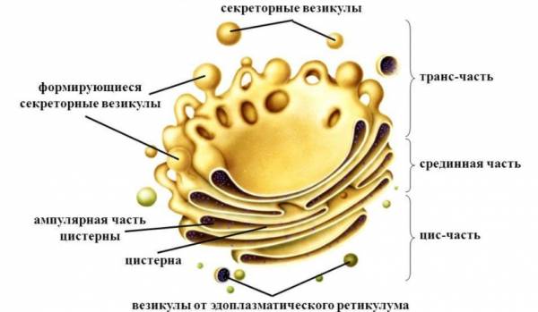 Рисунок егэ аппарат гольджи