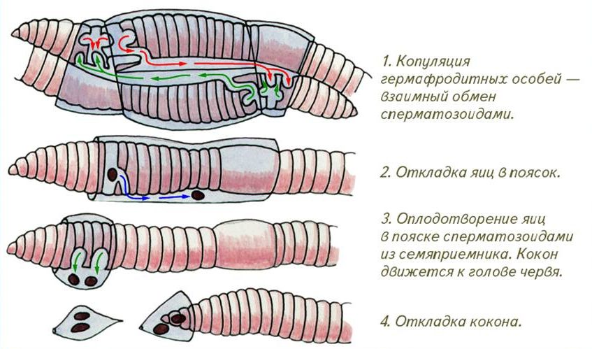 Стадии развития дождевого червя в картинках