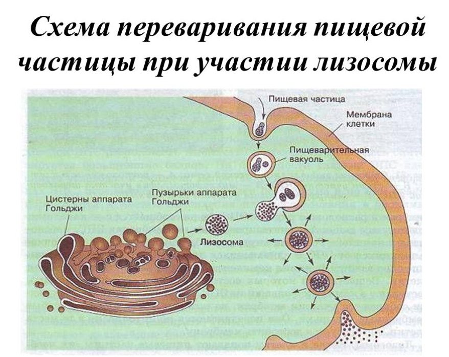 Образует лизосомы