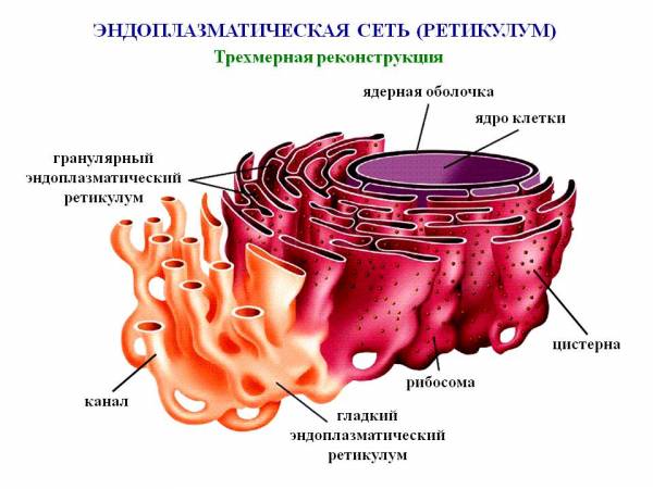 эндоплазматическая сеть