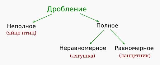 Неполное дробление. Типы дробления полное и неполное. ДПОЛНОЕ И неполная дробоение. Полное равномерное дробление.