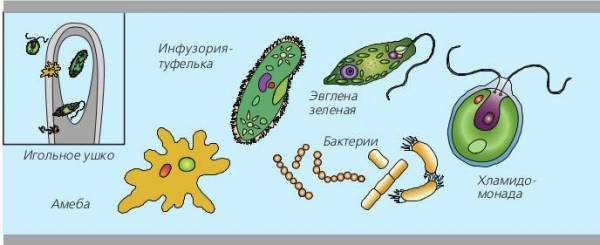 Одноклеточные организмы рисунок с подписями 5 класс