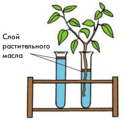 На рисунке изображен опыт доказывающий наличие испарения воды листьями растений