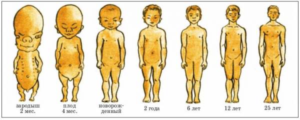 Периоды послеутробного развития ребенка