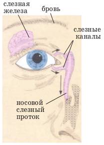 Секрет слезных желез. Строение глаза слезный канал. Расположение слезной железы и носослезного протока. Воспаление слезного канала. Носослезный проток воспаление.