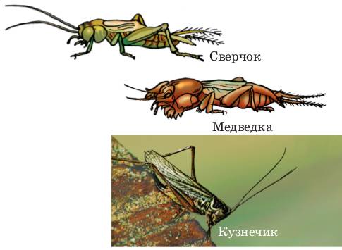 Какой тип питания характерен для богомола обыкновенного изображенного на рисунке