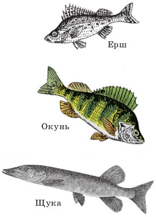 Класс Рыбы Фото