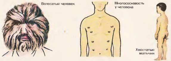 Доклад по теме Доказательства происхождения человека от животных 