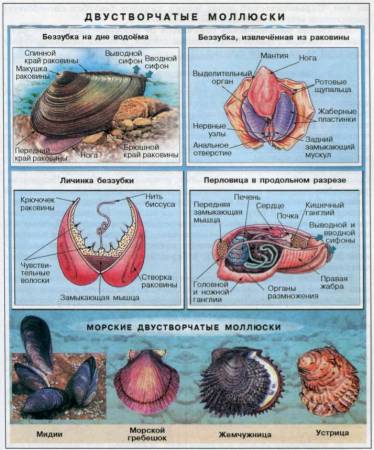 Класс Двустворчатые моллюски, Биология