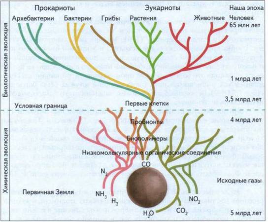 Теория биопоэза фото