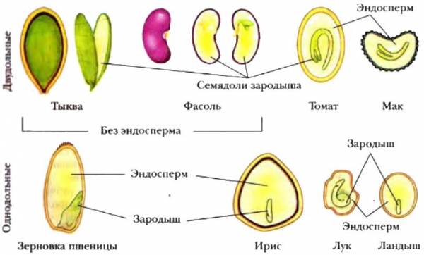 Тип семени примеры семена татарстан