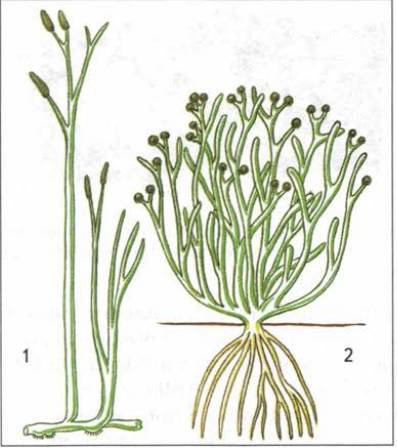 Строение риниофитов рисунок