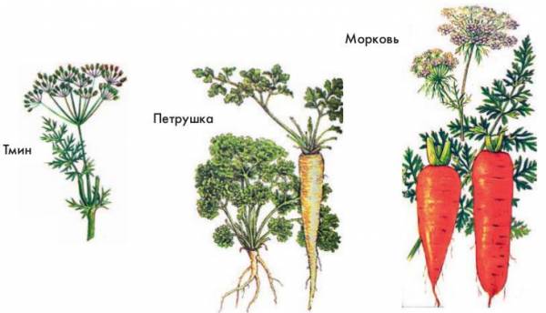 Овощная культура семейства зонтичных