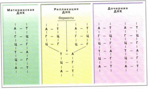 Какая из схем удвоения днк правильна молекула днк при удвоении образует