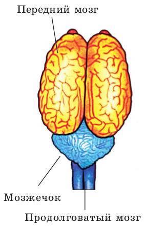 Укажите какой цифрой обозначена часть мозга млекопитающего. Строение головного мозга млекопитающих. Головной мозг собаки. Головной мозг млекопитающего рисунок. Большие полушария мозга млекопитающих.