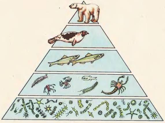 Используя рисунок определите экологическую пирамиду водной экосистемы конс 3
