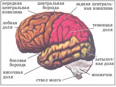 Какой цифрой на рисунке обозначена доля головного мозга в которой расположена слуховая зона