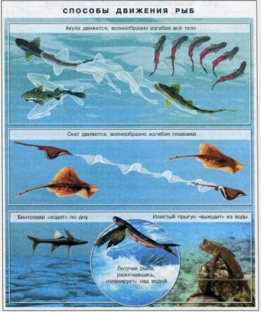 Передвижение рыб в воде. Способы передвижения рыб. Особенности движения рыб. Способ перемещения рыб. Тип и способ передвижения рыб.