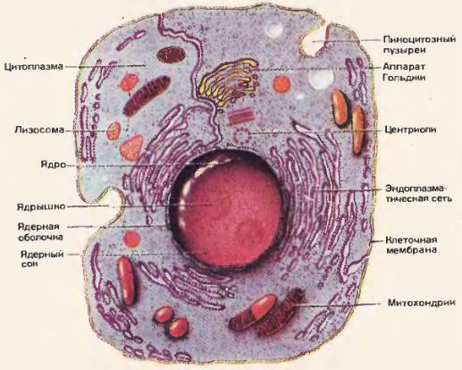 Схема Клетки Фото