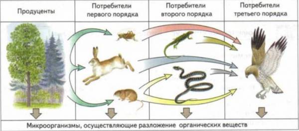 Трофические связи это что такое? Какие виды есть?