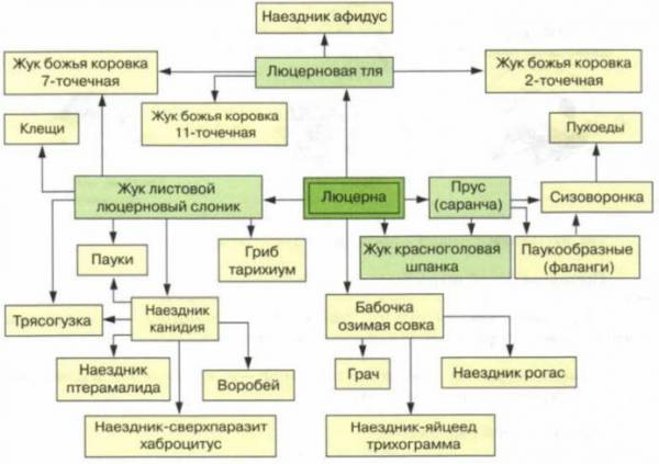 Компоненты биогеоценоза схема