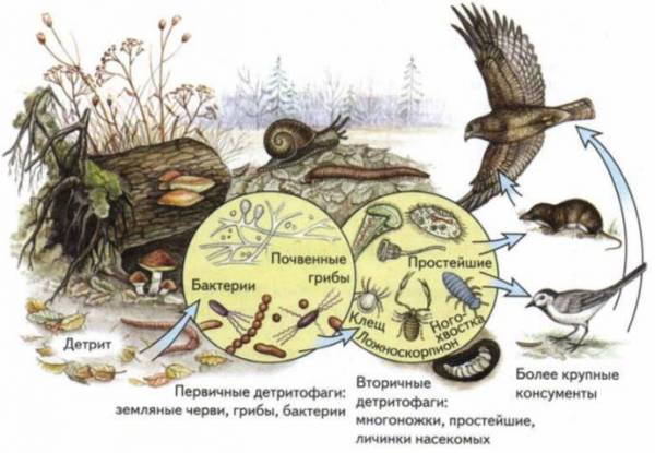 Презентация экосистемы 7 класс биология пасечник