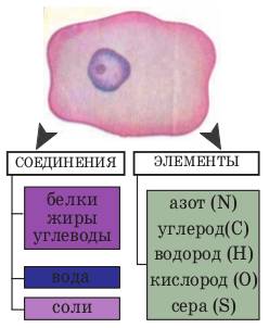 Картинки на тему химический состав клетки