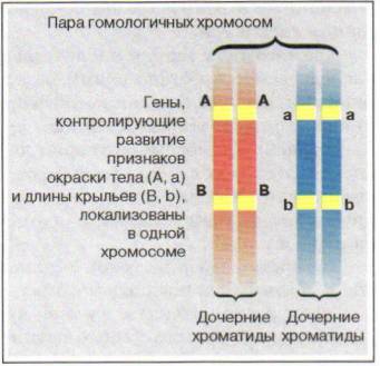 Схема взаимного расположения генов в хромосоме называется