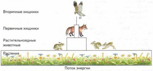 На рисунке между трофическими уровнями экосистемы стрелками показаны потоки