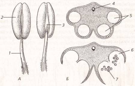 Тычинка строение рисунок