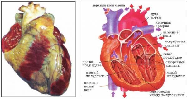 Сердце человека разделено сплошной перегородкой на левую. Схема сердца фото. Сердце человека разделено сплошной перегородкой. Фото сердца орган схема. Верхняя полая Вена створчатые клапаны правый желудочек.
