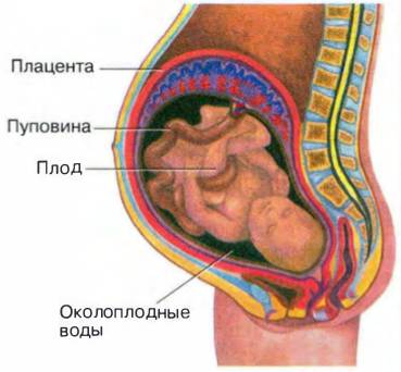 Беременность и роды 8 класс биология. Плод пуповина плацента пуповина. Эмбрион плацента пуповина. Строение плаценты и околоплодных вод.