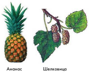 Простые плоды сложные плоды соплодия. Соплодие ананаса. Соплодие шелковицы. Соплодие и сборный плод. Плод соплодие примеры.