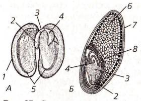 Какой цифрой на рисунке обозначен эндосперм