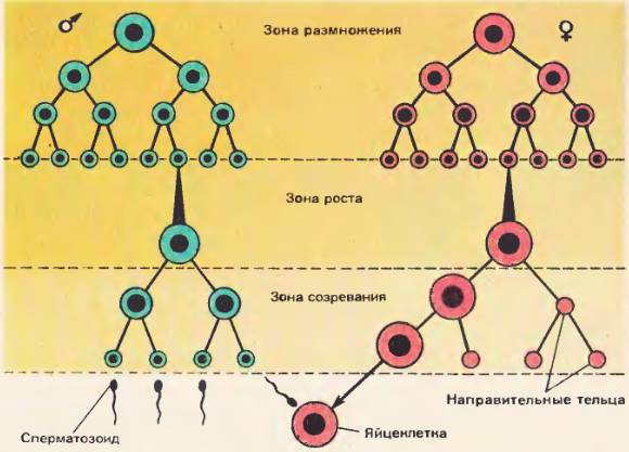 Расставьте на схеме недостающие подписи