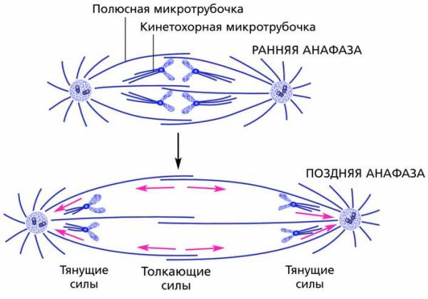 Анафаза митоза рисунок