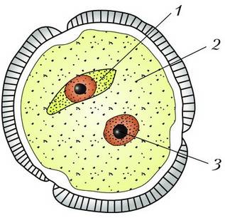 Вегетативная клетка пыльцы гороха