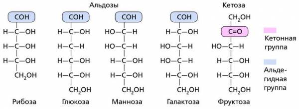 Какие углеводы содержатся в клетке