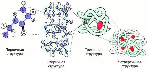 Молекула белка уровни организации белковой молекулы. Структурная организация белка гемоглобина. Уровни структурной организации белковой молекулы. Структурная организация белковой молекулы. Белки уровни структурной организации белка биохимия.