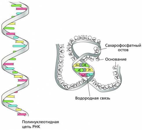 Рибонуклеиновая Кислота Купить В Аптеке