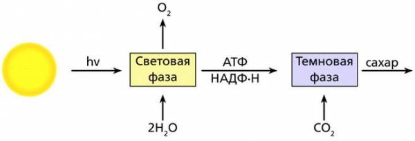 Рассмотрите рисунок на котором представлена схема фотосинтеза