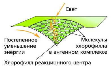 Проект по биологии на тему фотосинтез