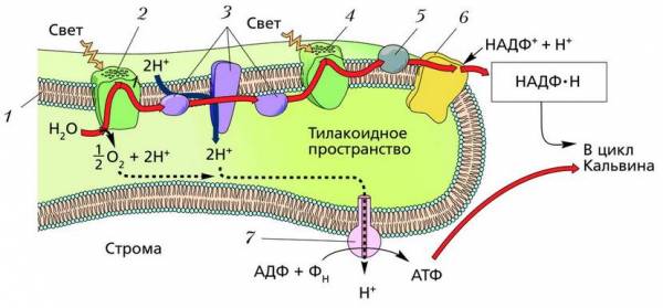 Фермент тилакоида. Фотосинтез мембрана тилакоида. Фотосинтез на мембранах тилакоидов. Фотосистема 1 фотосинтез. Фотосинтетическое фосфорилирование схема.