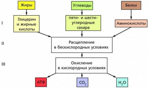 Энергетический обмен в организме этапы. Схема процессов энергетического обмена. Этапы энергетического обмена схема 9 класс. Подготовительный этап энергетического обмена схема.