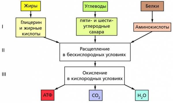 Энергетический обмен этапы схема